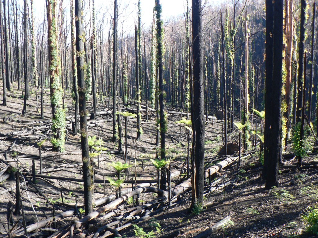 Green shoots growing from burnt trees in a forest.